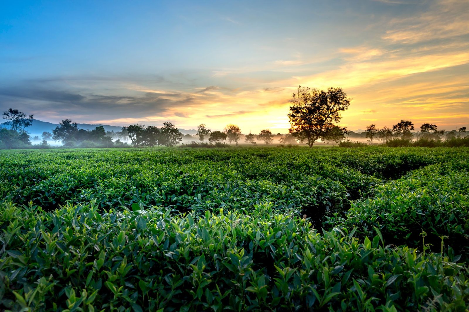 Quiet rural roadside near tea fields in Kenya at golden hour