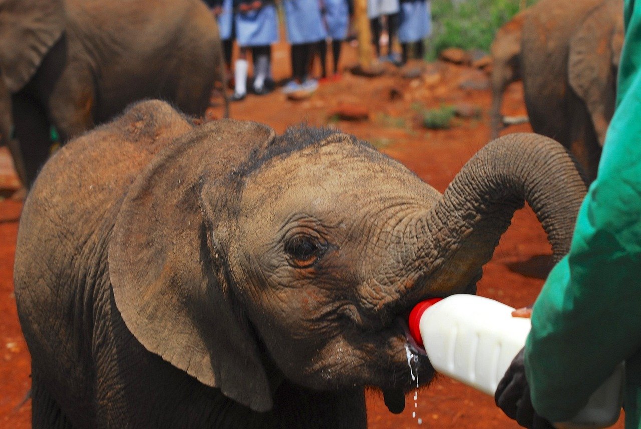 elephants, bottle feeding, nairobi, kenya, africa, elephant, baby, milk, bottle, ranger, feeding, sheldrick trust, endangered
