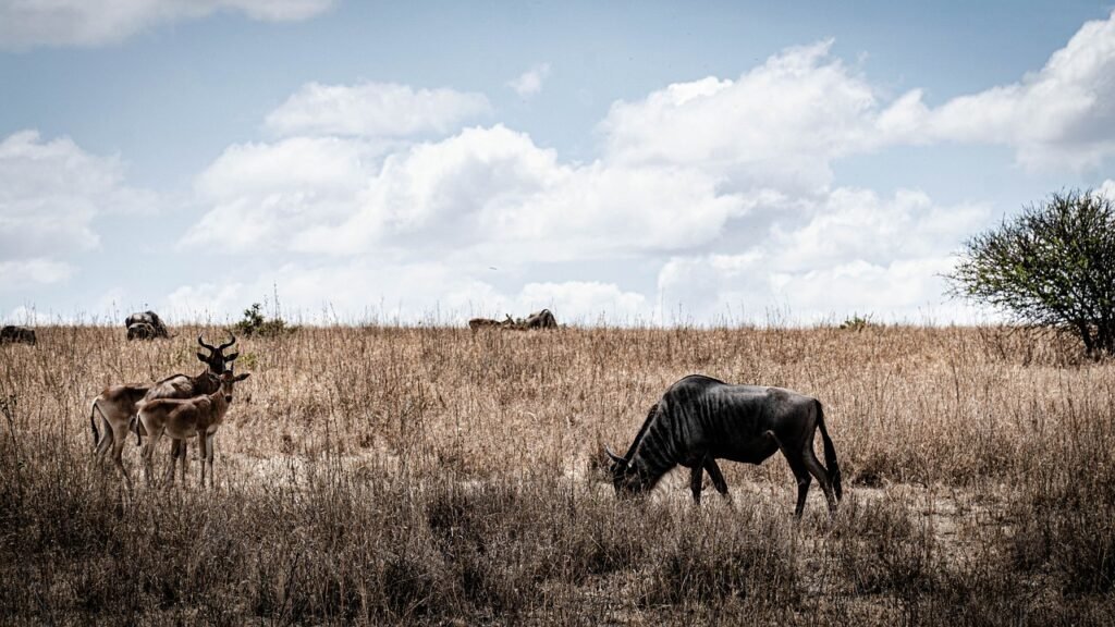 gnu, antelope, safari, africa, east africa, kenya, animal world, animal, wilderness, nature, steppe, savannah, wildebeest, na