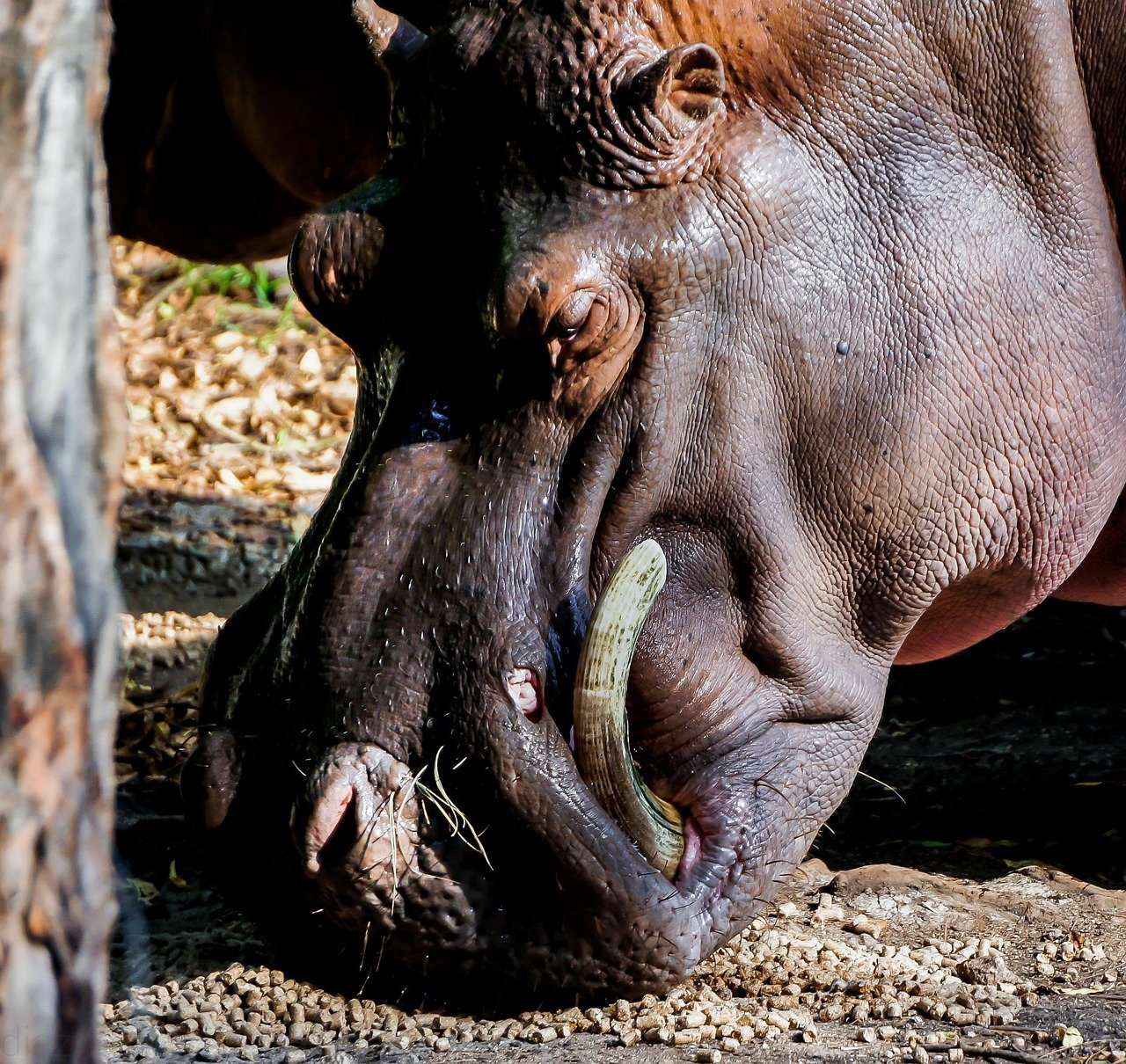 hippo, nature, wildlife, hippopotamus, mombasa, kenya, tusk, africa, animal, head