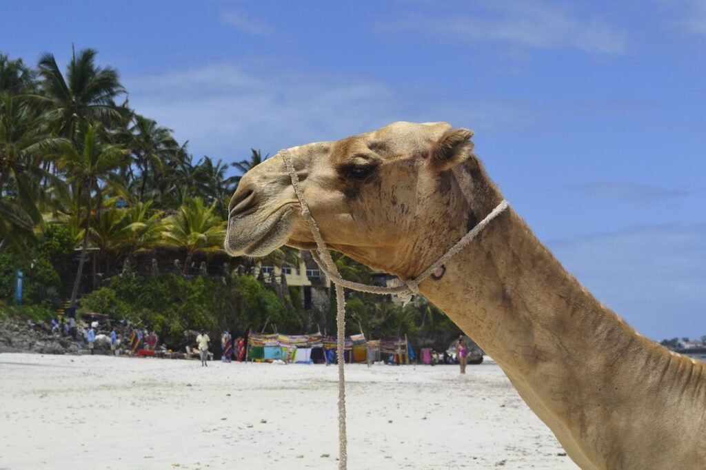 beach, mombasa, east africa, nature, collin