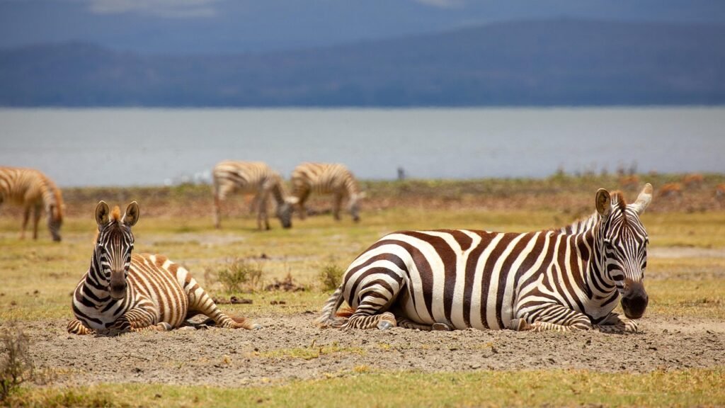zebras, lie, water, landscape, kenya, nature, safari, wild animal, animals, africa, wild