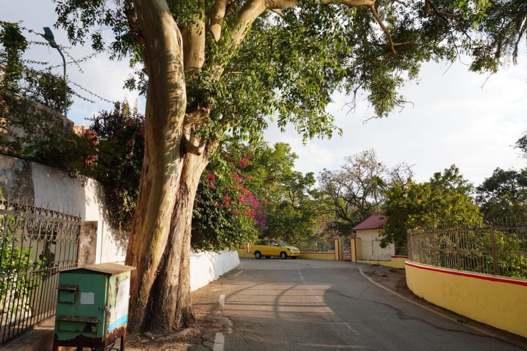 A quiet suburban street in India, surrounded by trees and colorful flowers under a bright sky.