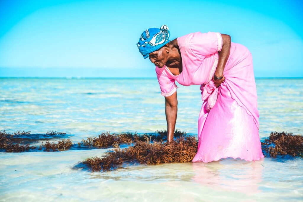 Elderly African woman in vibrant dress harvesting seaweed on a sunny beach.