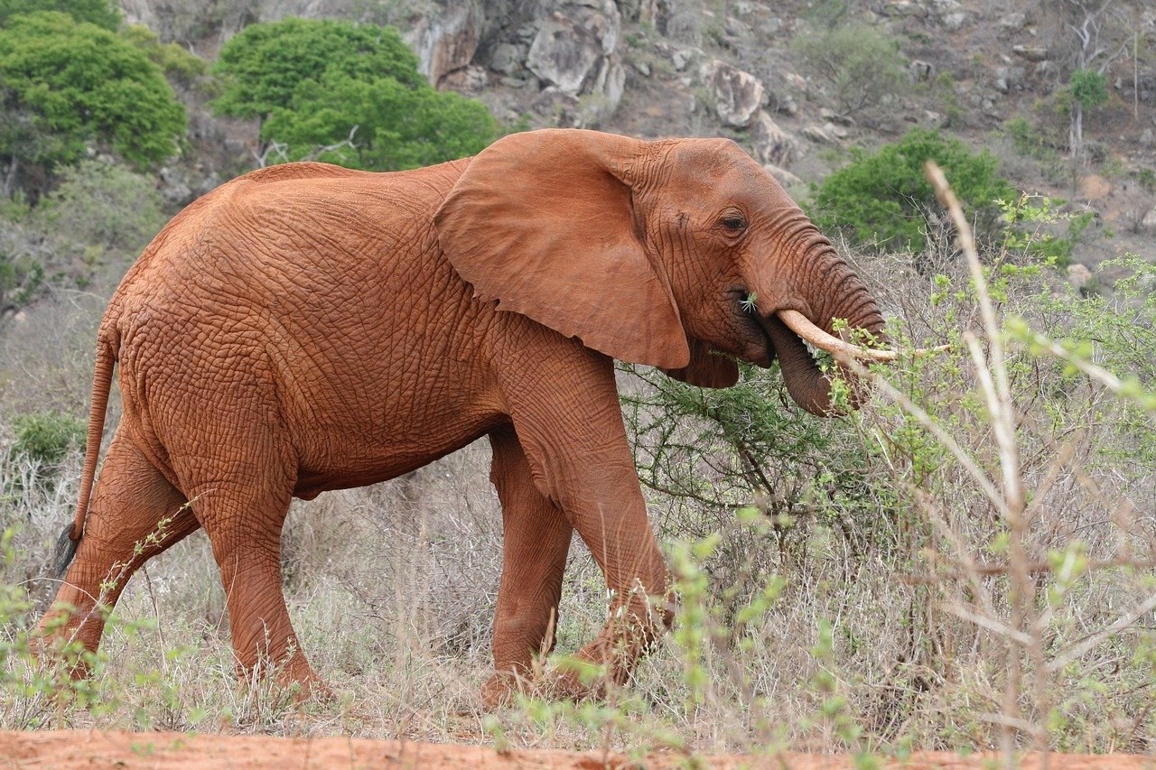 elephant, kenya, food, elephant, elephant, elephant, elephant, elephant