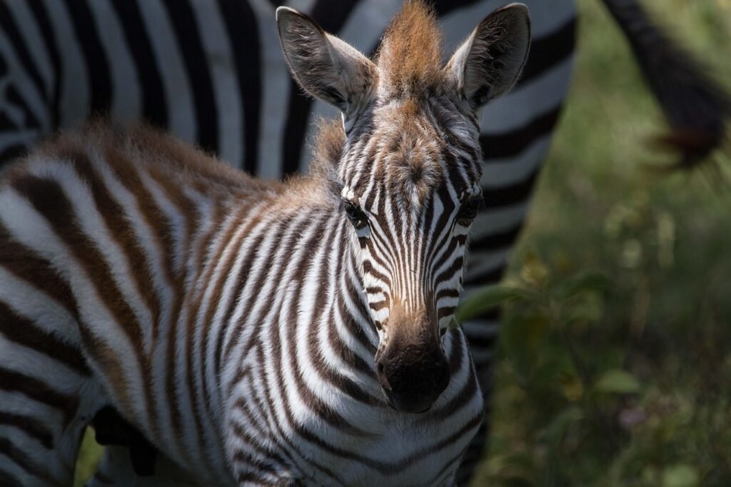 animal, zebra, africa, mammal, species, fauna, equine, nature, safari, east africa, national park, kenya