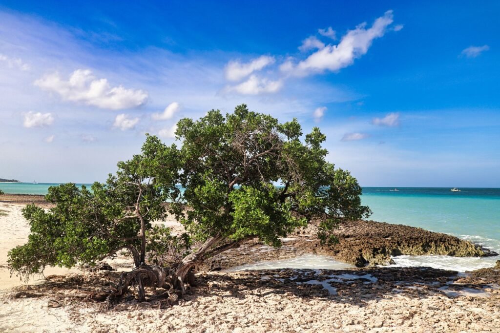Tranquil scene of a lone Divi Divi tree on a sandy beach in Oranjestad, Aruba, under a clear blue sky.
