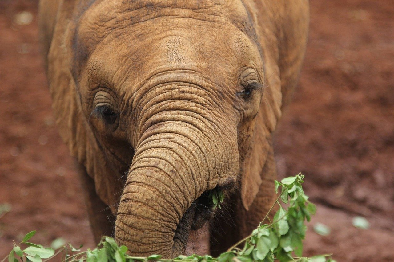 kenya, elephant, safari