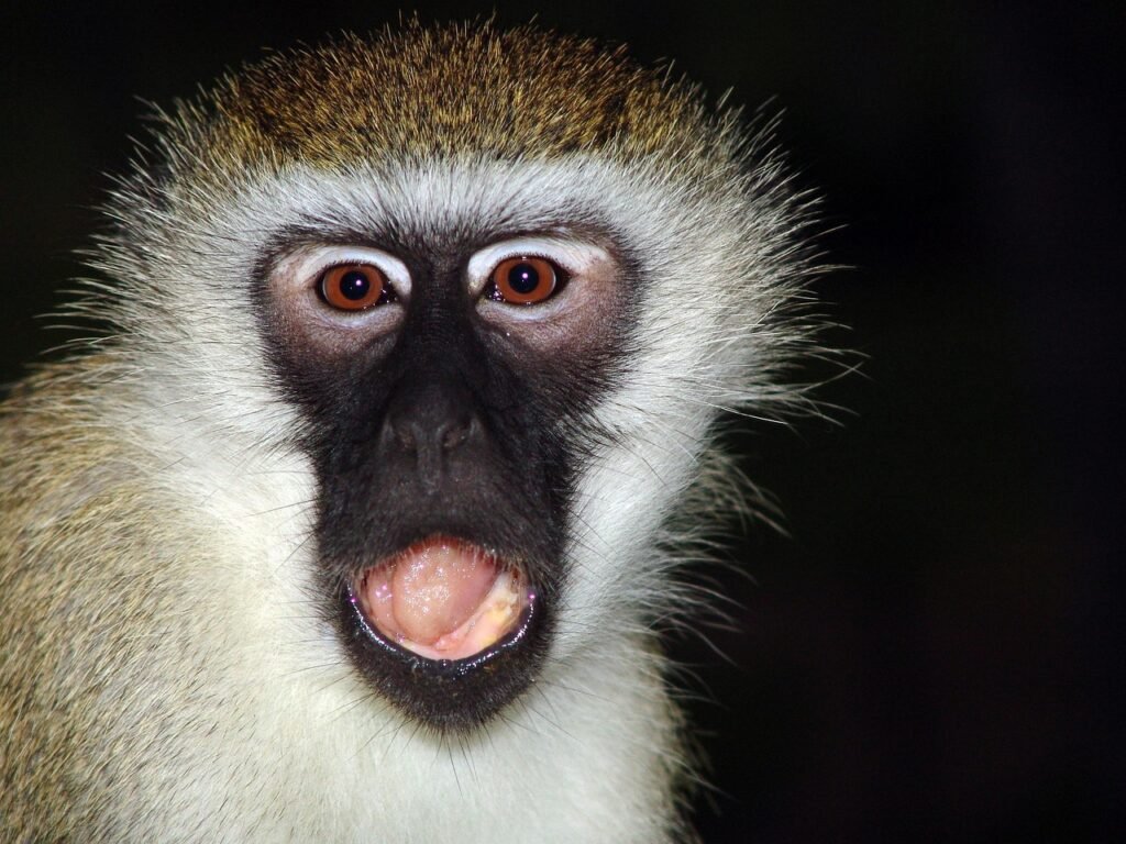 ape, makake, africa, kenya