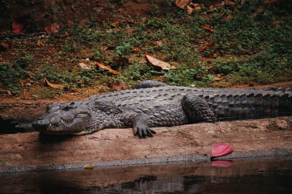 A Nile crocodile peacefully basking by a pond, surrounded by lush greenery in Mombasa, Kenya.
