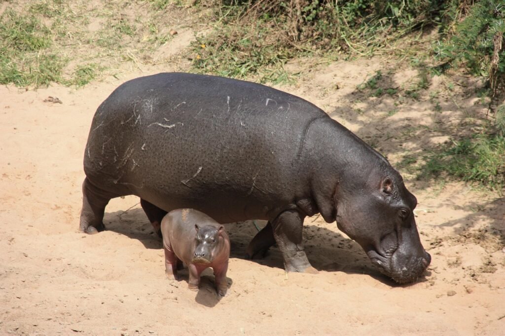 cover, nature, animal, kenya