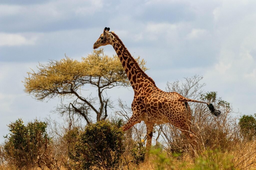 giraffe, africa, kenya, safari, wildlife, nature, wilderness, savannah, landscape, giraffe, giraffe, giraffe, kenya, kenya, k
