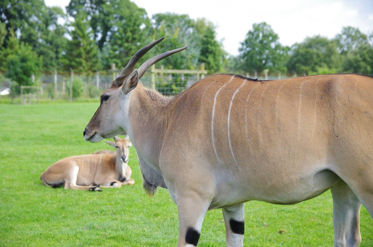 africa, group, plains, rhinoceros, safari, together, zoo, composite, funny, grassland, jungle, kenya, savannah, wildlife, ani