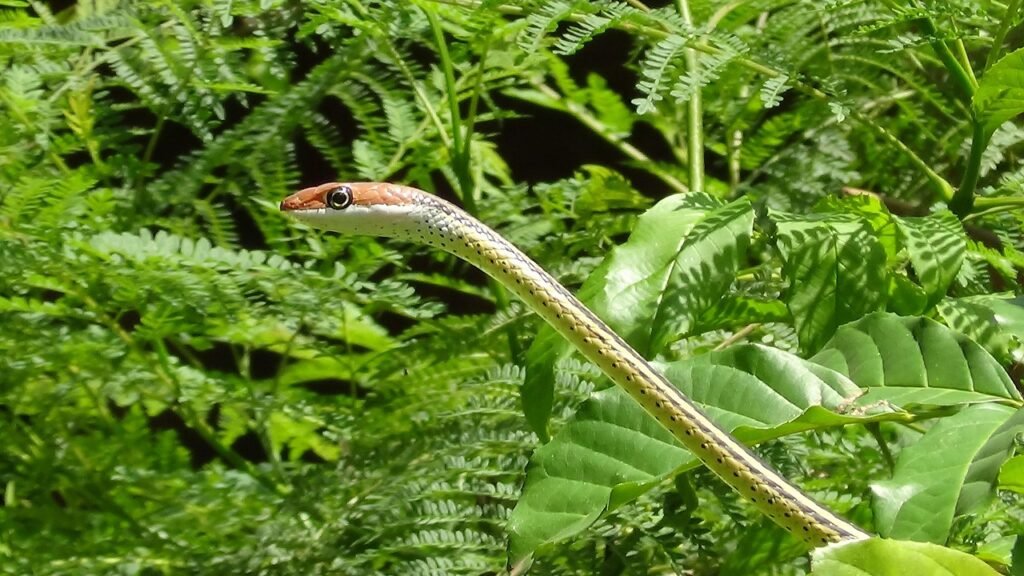 nature, leaf, flora, outdoors, summer, snake, wildlife, kenya, green snake, snake, snake, snake, snake, snake, kenya, kenya,