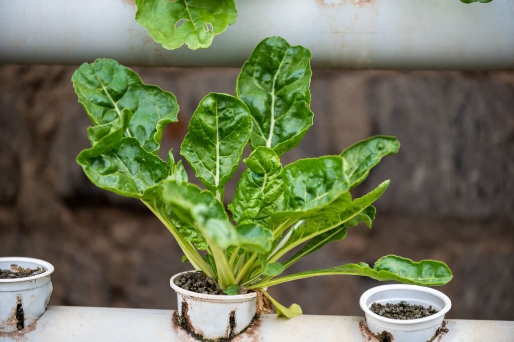 A vibrant Swiss chard plant growing in an urban hydroponic garden in Nairobi, Kenya.