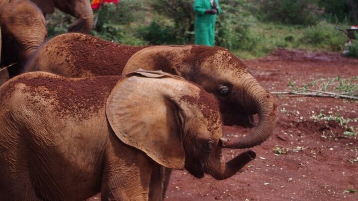 Unlocking the Real Experience in Nairobi: A Useful Local Guide