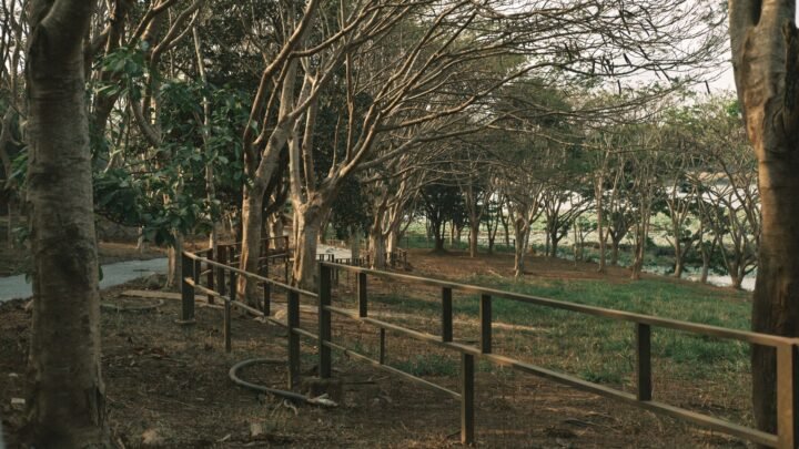 The Evolution of Parklands: What Has Changed and What Has Stayed the Same
