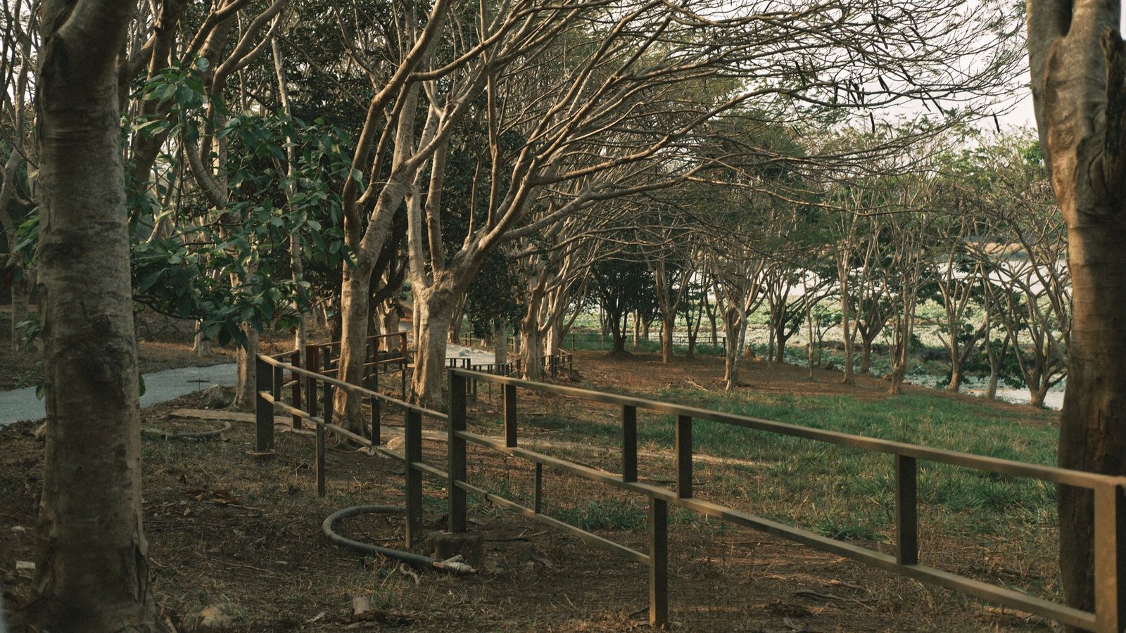 A tranquil park scene with leafless trees and a pathway, captured during spring.