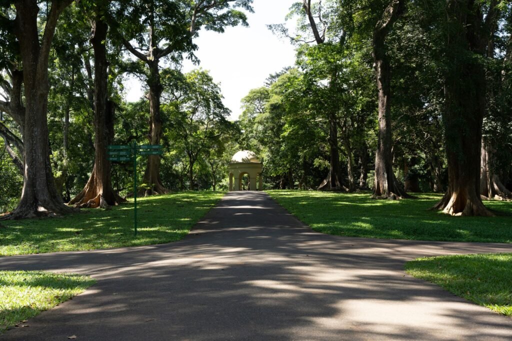 Serene path lined with lush trees in a vibrant botanical garden.