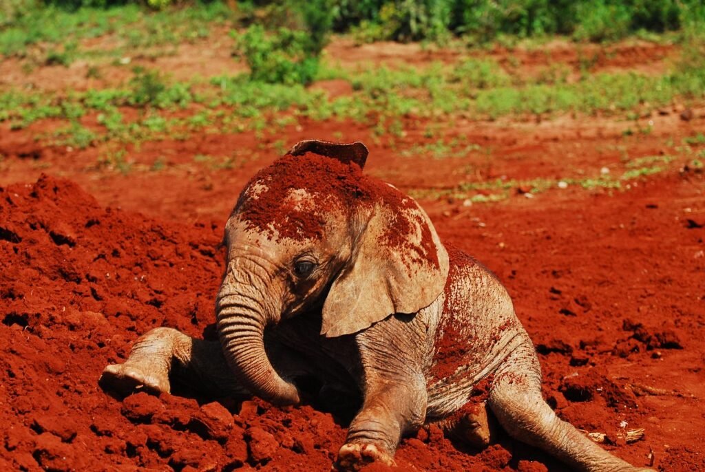 feeding baby elephants, dust bath, nairobi, kenya, africa, elephant, baby, sheldrick trust, endangered species, conservation,