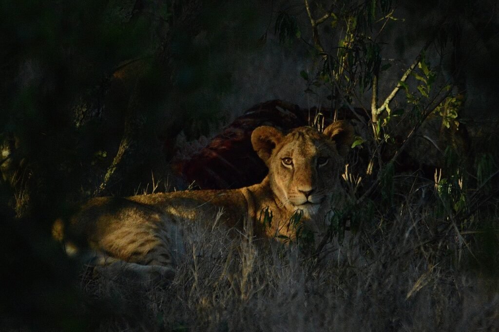 lion, safari, predator, africa, carnivore, kenya, animals, nature, lioness