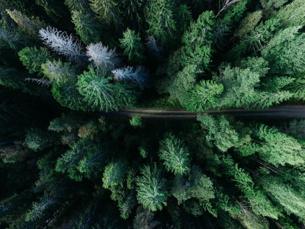 forest, road, aerial view, trees, woods, woodlands, conifers, coniferous, conifer forest, nature, green, landscape, outdoors,