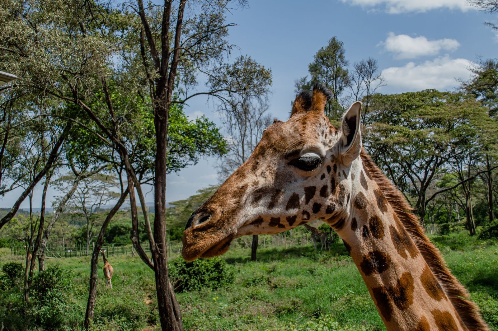 A majestic giraffe captured in a vibrant wildlife sanctuary on a sunny day.