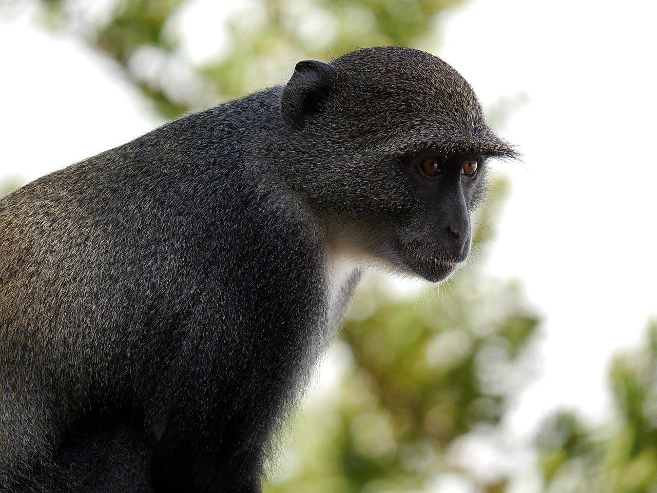 africa, kenya, monkey