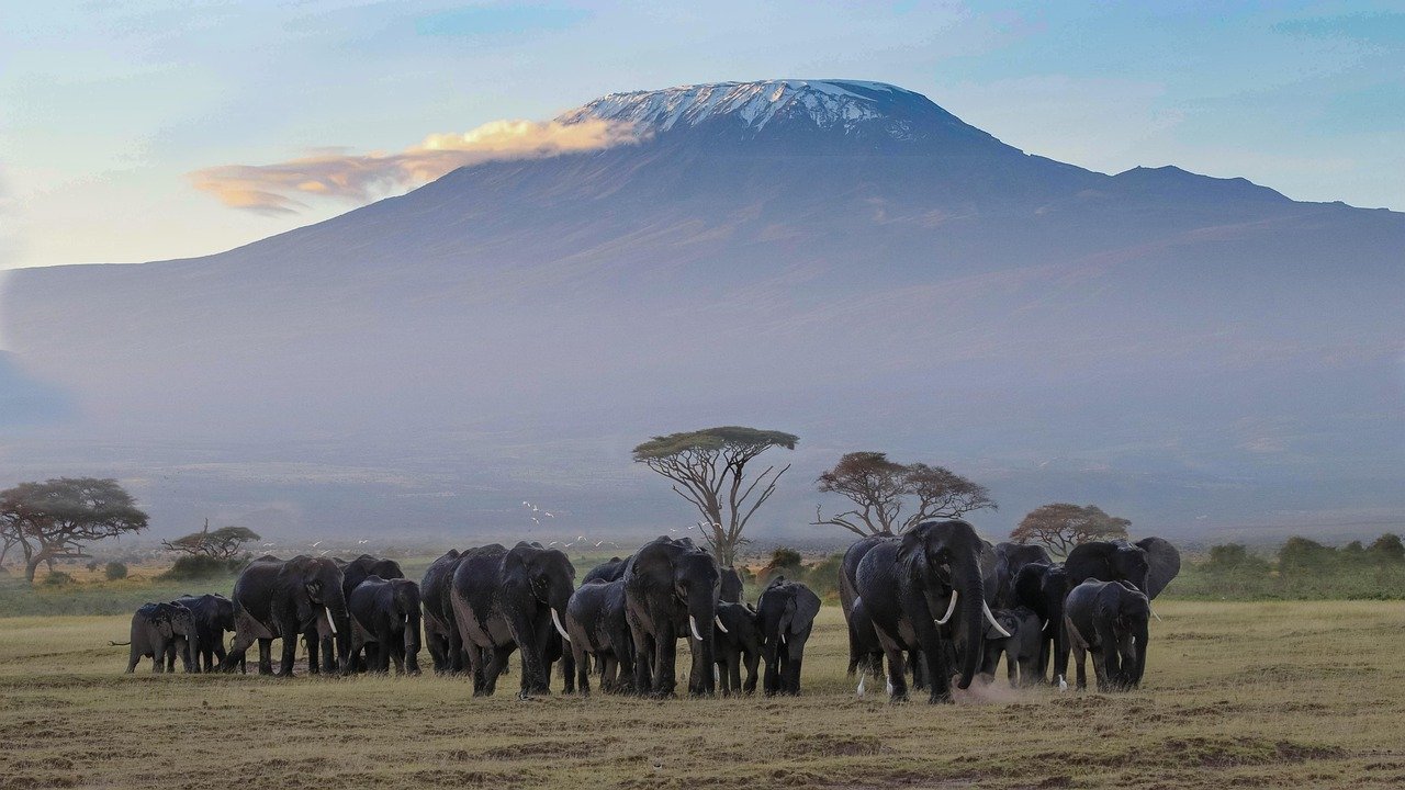 africa, kenya, amboseli, safari, wildlife, wilderness, nature, national park, landscape, savannah, elephants, kilimanjaro, el