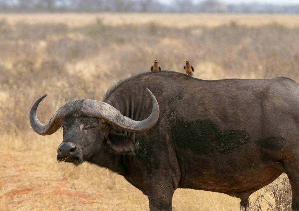 buffalo, africa, kenya, safari, wildlife, wilderness, national park, savannah, water buffalo, landscape, wild animals, tsavo,