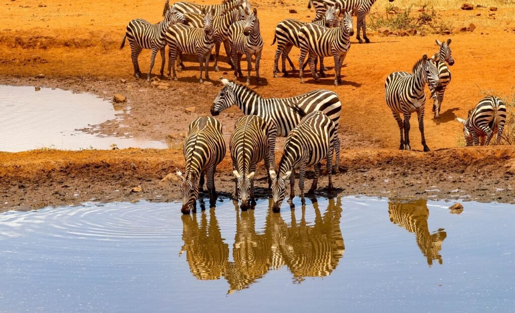 africa, kenya, safari, wildlife, nature, landscape, wilderness, national park, water hole, amboseli, zebras, amboseli, ambose