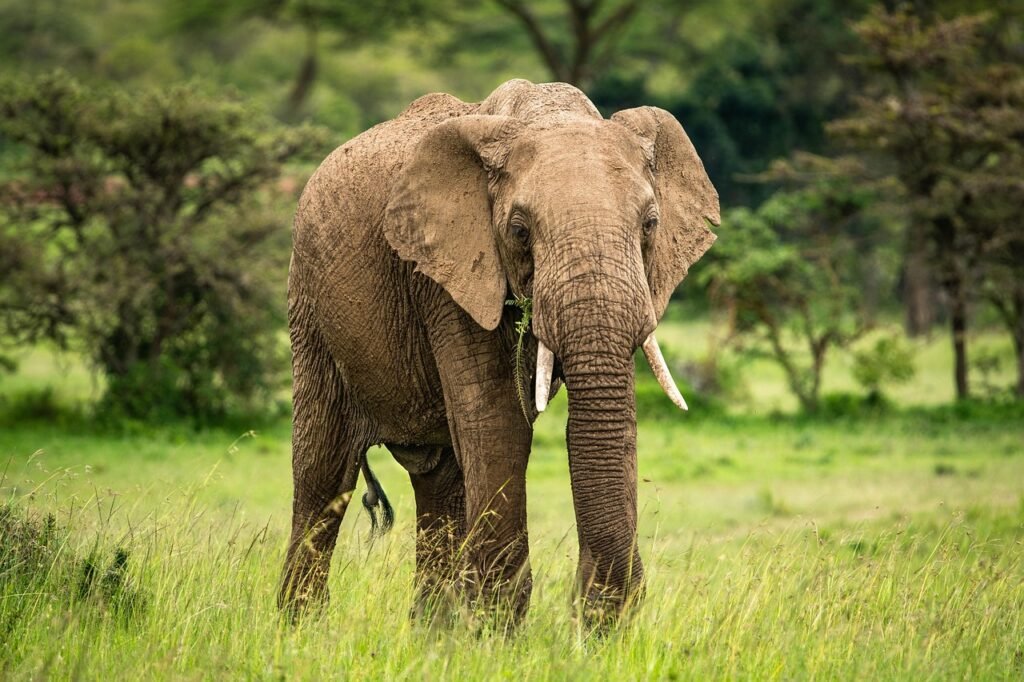 elephants, african bush elephants, african savanna elephants, animals, wildlife, mammals, nature, loxodonta africana, steppe,