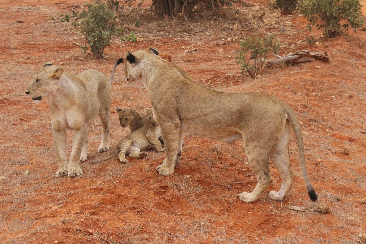 lion, nature, løveunger, kenya