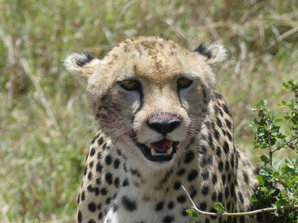 cheetah, kenya, wildlife