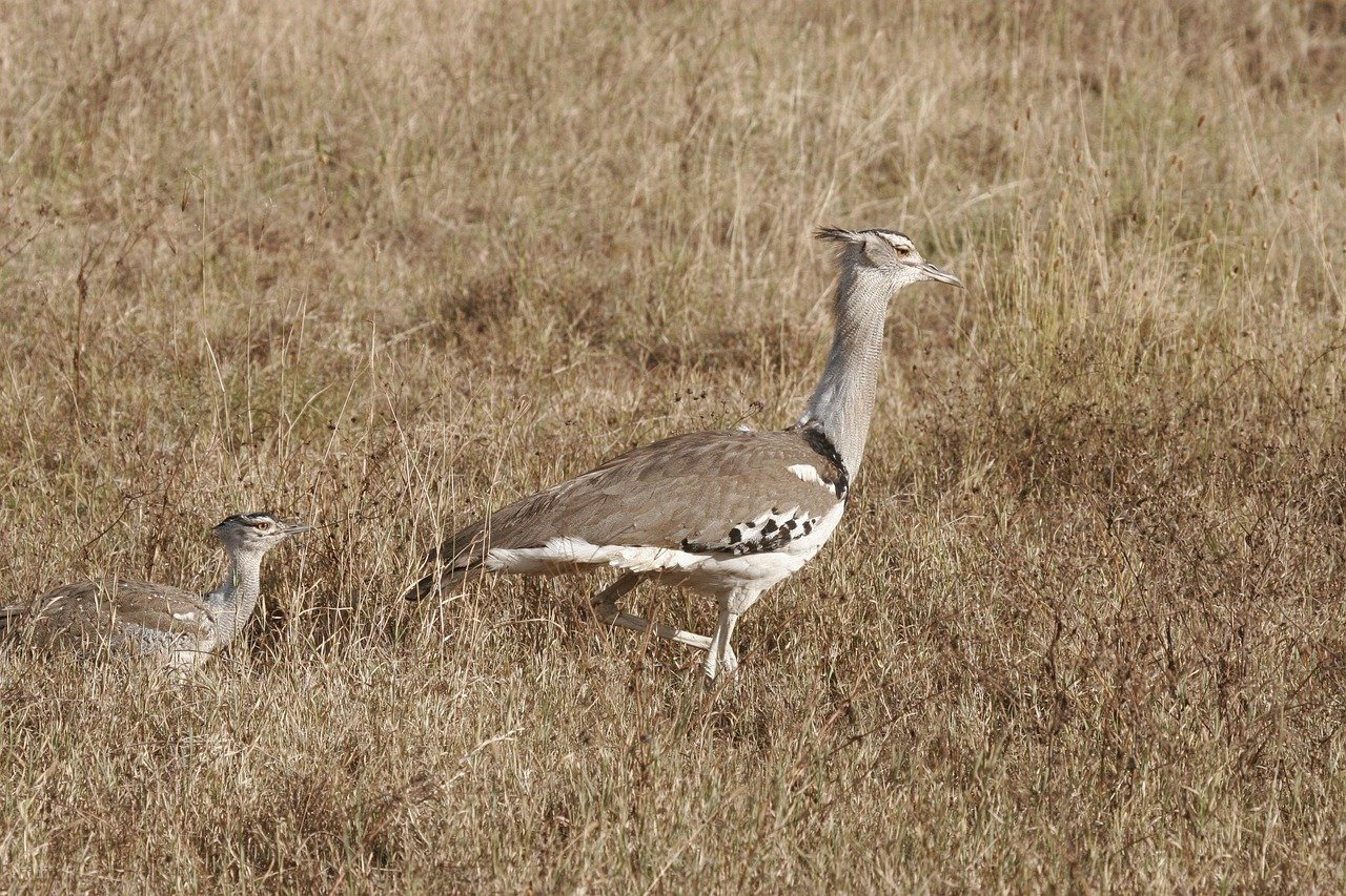 secretary bird, safari, kenya, serengeti, tanzania, nature, wildlife, wild, savannah, walking, bird, chick, mother, brown wal