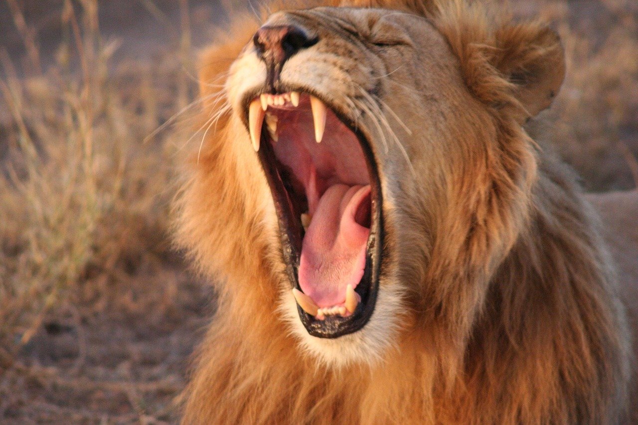 yawning lion, nature, kenya, africa, lion, yawn, predator
