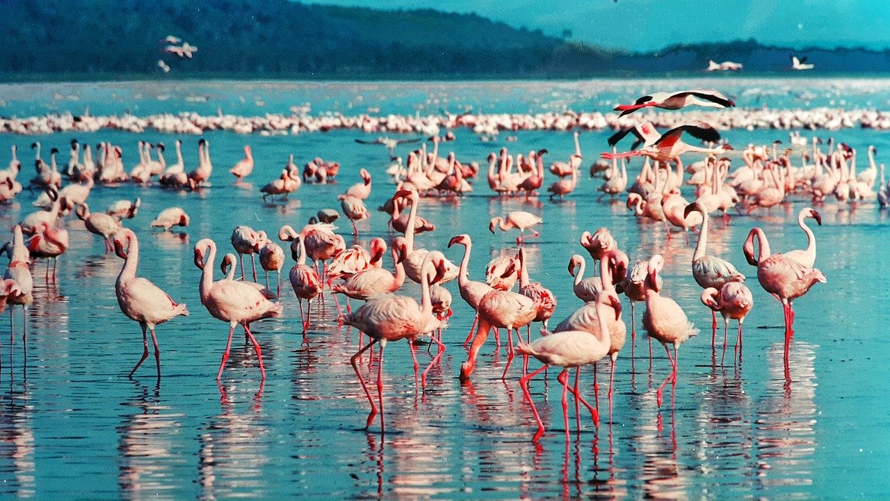 pink flamingo, lake nakuru, kenya, africa, birds, nature, wildlife, animal, water, safari, lake nakuru, lake nakuru, lake nak