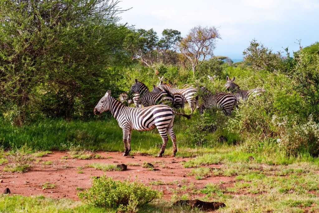 A group of zebras roam the lush bushland in Makueni County, Kenya, showcasing wildlife in its natural habitat.