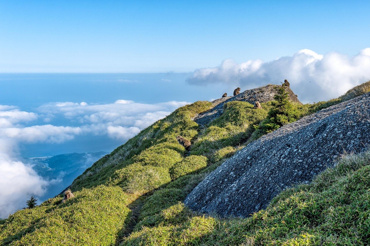 landscape, herd of monkeys, foraging, sprouts of yakuzaza, coastline, nagata village, elevation difference 1700m, yakushima,