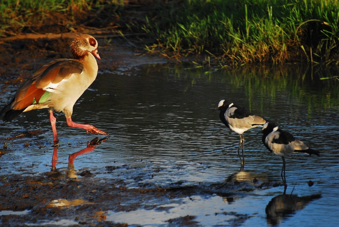egyptian goose, wild birds, nature, goose, wild, avian, feather, wings, wildlife, wilderness, plumage, waterfowl, beak, kenya