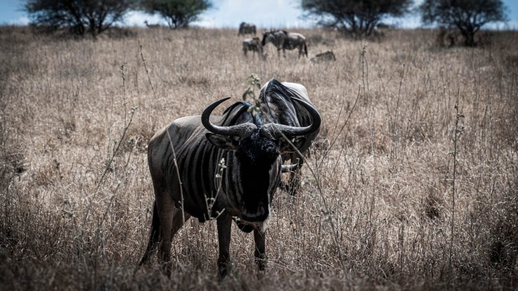 gnu, antelope, safari, africa, east africa, kenya, animal world, animal, wilderness, wildlife, nature, steppe, savannah, wild