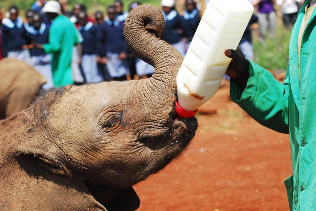 elephants, bottle feeding, nairobi, kenya, africa, elephant, baby, milk, bottle, ranger, feeding, sheldrick trust, endangered