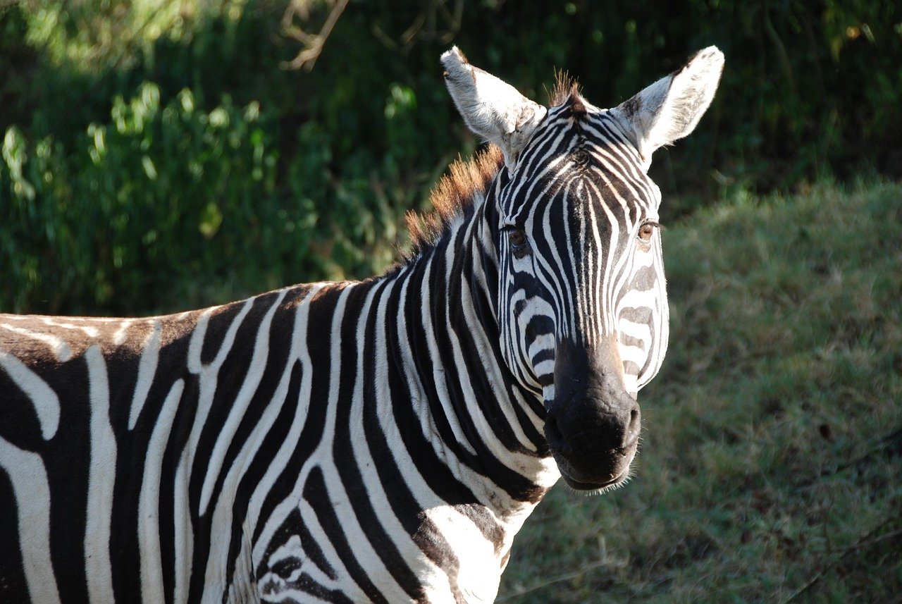 zebra, kenya, safari, africa, wilderness, striped, nakuru, zebra, zebra, nakuru, nakuru, nakuru, nakuru, nakuru