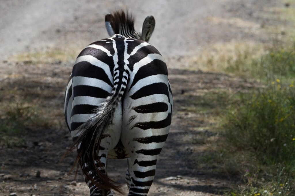 zebra, national park, lake nakuru, africa, kenya, nature, east africa, safari, mammals, plains zebra, animals, vacations, zeb