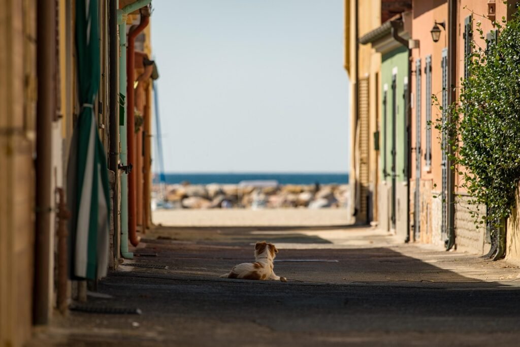 street, dog, nature, sea, italy, pet, city, urban, architecture, animal, outdoor, sidewalk, buildings, road