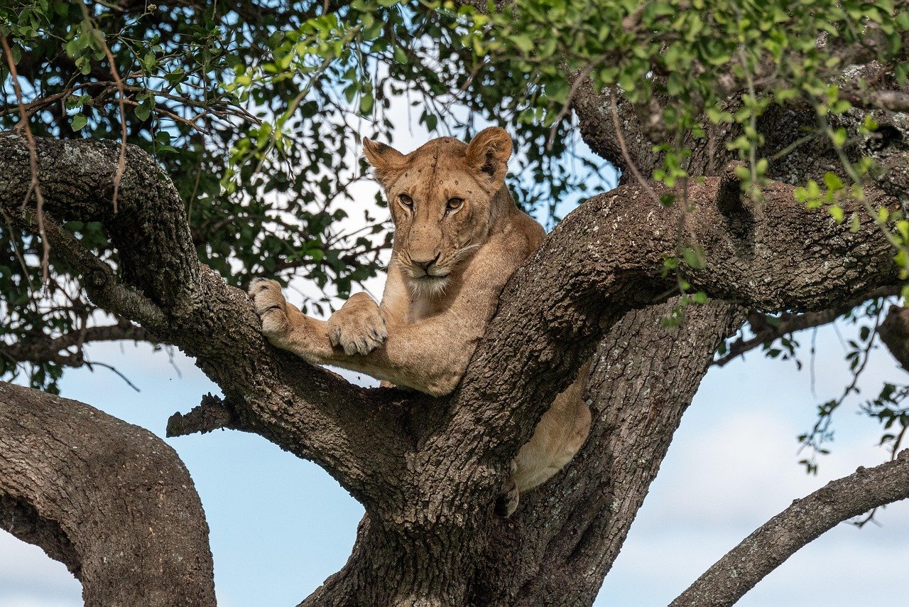 lion, tree, animal, africa, wild, wildlife, landscape, safari, tanzania, nature, kenya