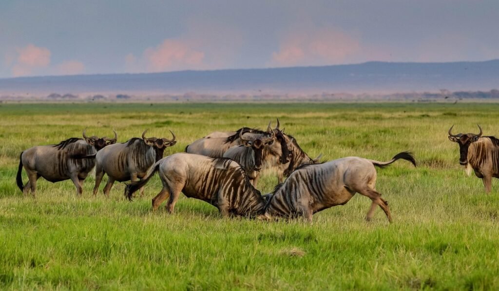 africa, kenya, amboseli, national park, safari, wildlife, nature, wilderness, landscape, savannah, wildebeest, amboseli, wild