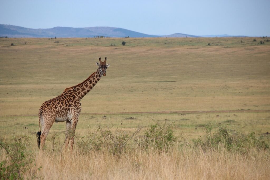 giraffe, nature, kenya, africa, animal, landscape