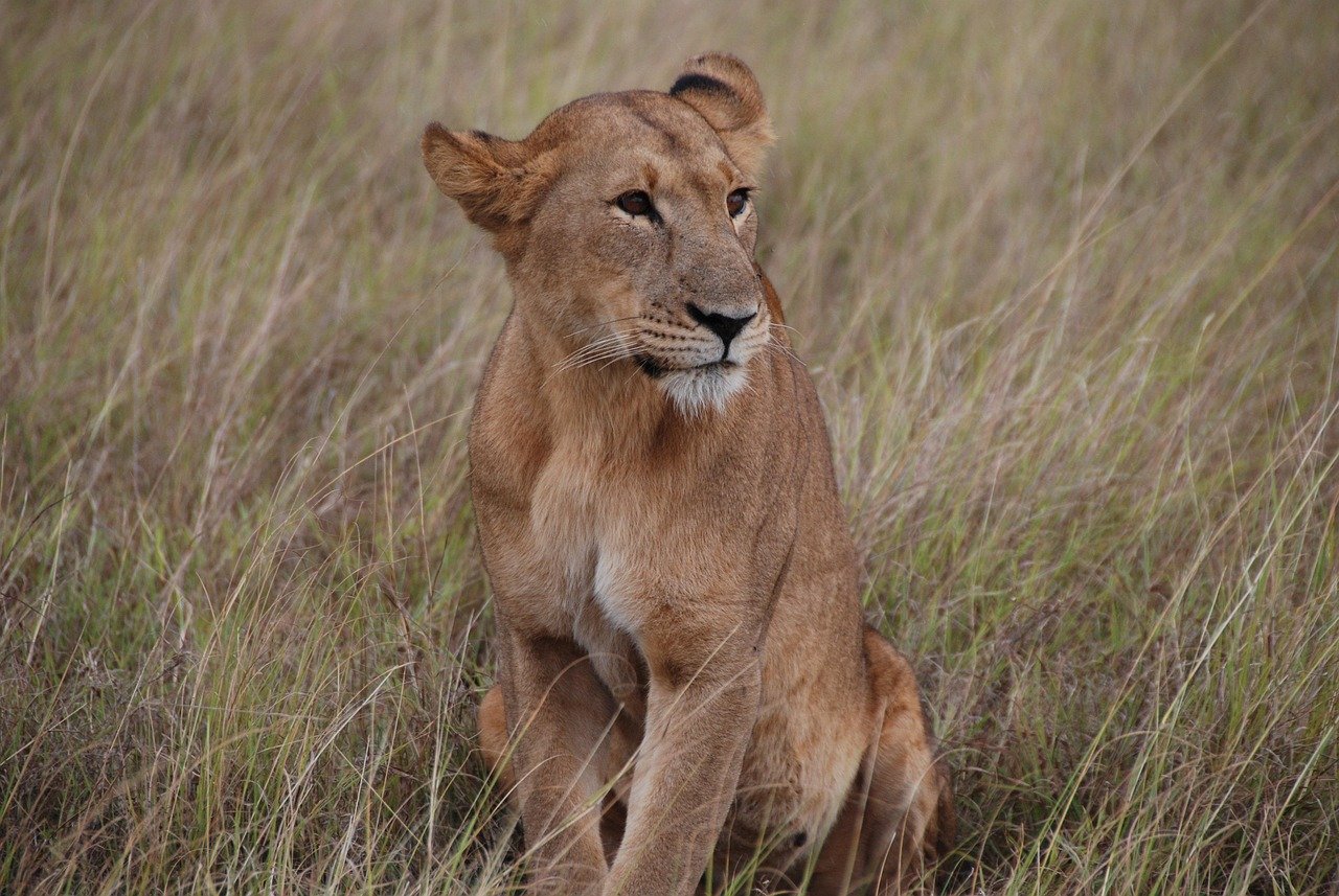 lioness, africa, kenya, wildlife, savannah