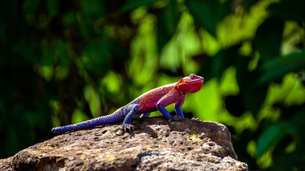 chameleon, kenya, reptile, africa, stone, nature, animal, sun, safari, chameleon, chameleon, chameleon, chameleon, chameleon